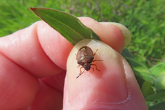 Rubiconia intermedia