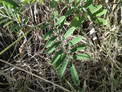 Tephrosia noctiflora