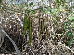 Tephrosia noctiflora