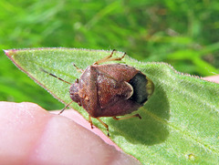 Rubiconia intermedia
