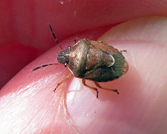 Rubiconia intermedia