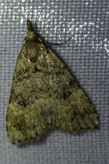 Tolpiodes oligolasia