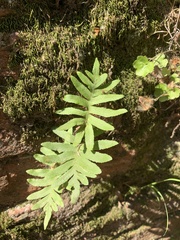 Polypodium