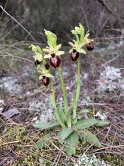 Ophrys exaltata