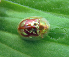 Cassida subreticulata