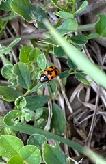 Cryptocephalus quinquepunctatus