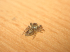 Macaroeris nidicolens