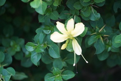 Barleria rotundifolia