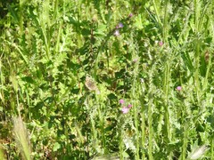 Hordeum murinum leporinum