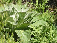 Verbascum pulverulentum