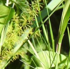Asparagus acutifolius