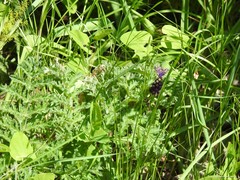 Asparagus acutifolius