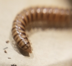 Paradoxosomatidae