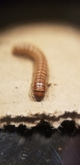 Paradoxosomatidae