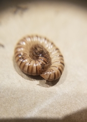 Paradoxosomatidae