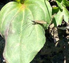 Gnophomyia tristissima
