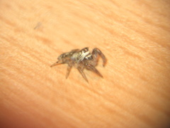 Macaroeris nidicolens