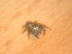 Macaroeris nidicolens