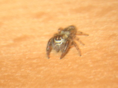 Macaroeris nidicolens