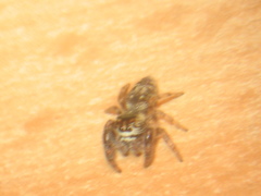 Macaroeris nidicolens