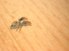 Macaroeris nidicolens