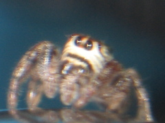 Macaroeris nidicolens