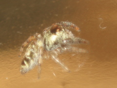 Macaroeris nidicolens