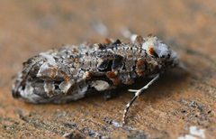 Phtheochroa rugosana