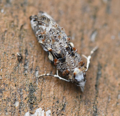 Phtheochroa rugosana