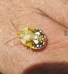 Chinavia marginata