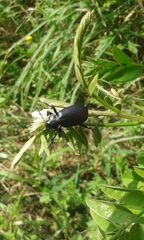 Calosoma maderae