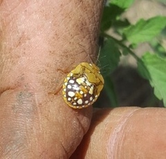 Chinavia marginata