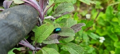 Chrysolina coerulans