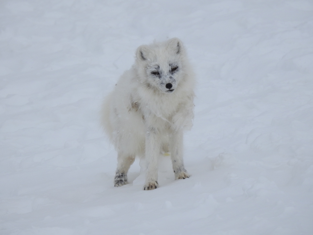 Greenland Fox