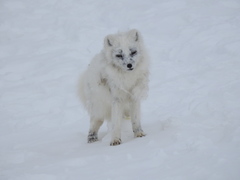 Vulpes lagopus lagopus