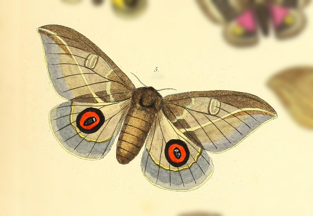Leucanella janeira