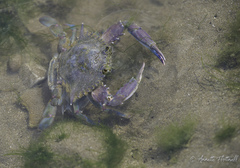 Callinectes arcuatus