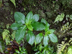 Hydrangea densifolia