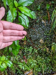 Hydrangea densifolia