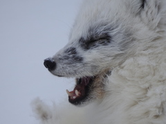 Vulpes lagopus lagopus