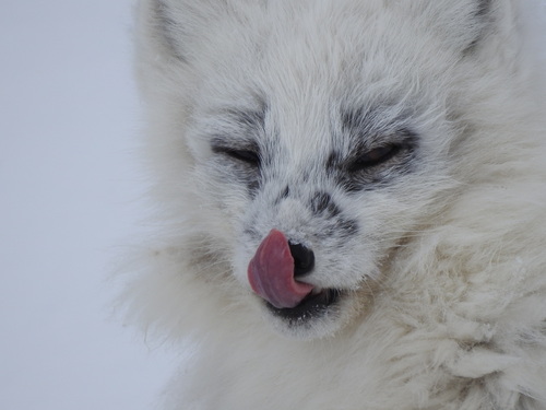 Svalbard Fox (Vulpes lagopus lagopus)