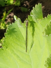 Coenagrion hastulatum