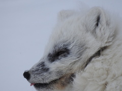 Vulpes lagopus lagopus