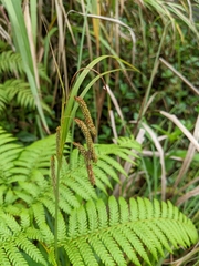 Carex phacota