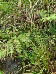 Carex phacota