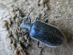 Cerogria janthinipennis
