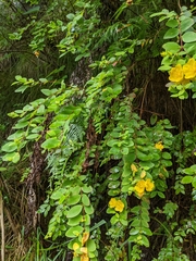 Hypericum formosanum