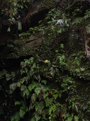 Hypericum formosanum