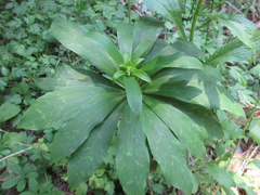 Lilium tsingtauense