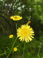 Sonchus asper glaucescens